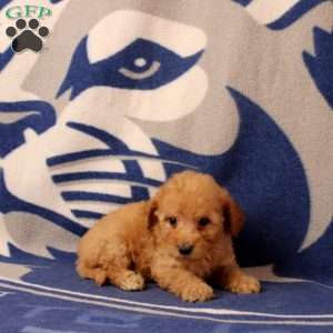 Ulani, Mini Goldendoodle Puppy